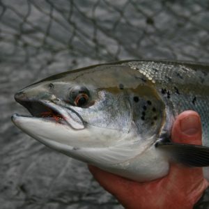 Moy Fishery – Upper Beat